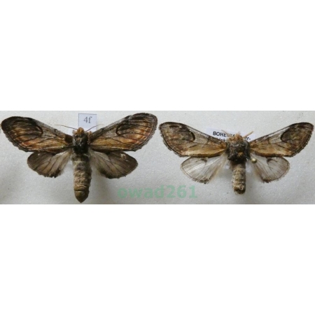Notodonta ziczac (Linnaeus, 1758) pair Garbatka zygzakówka Czech4f